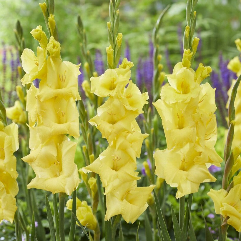 Gladiolus 'Luna' Gladdies®