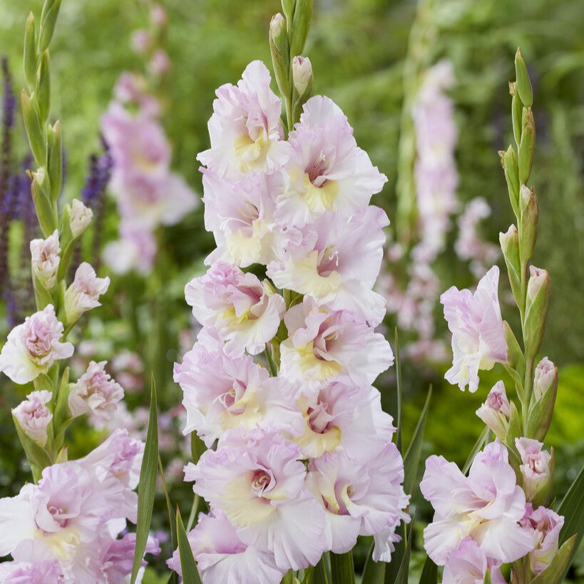 Gladiolus 'Magenta Princess'