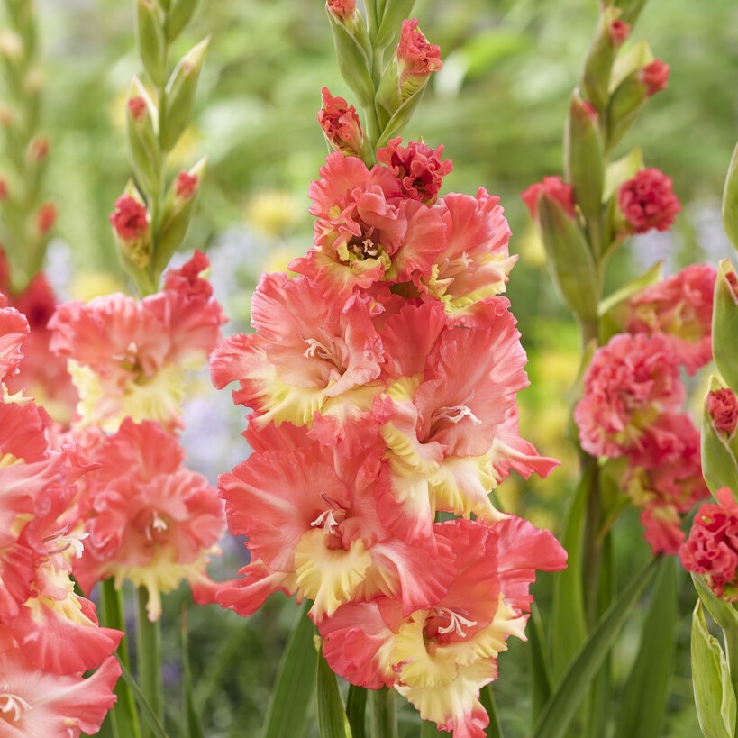 Gladiolus 'Mango Muse'