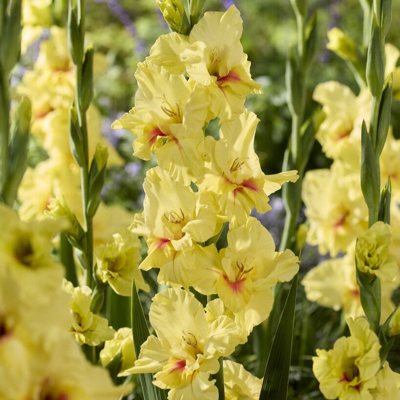 Gladiolus 'Maxial'®