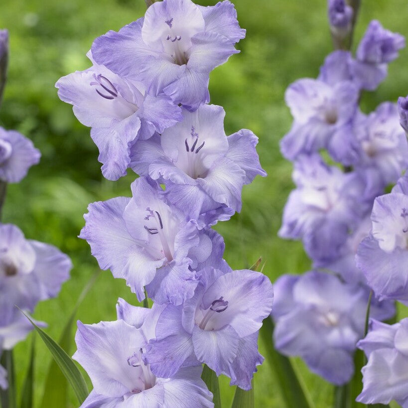 Gladiolus 'Milka'