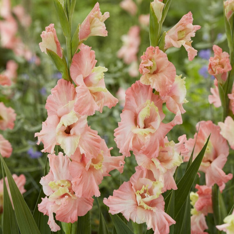 Gladiolus 'Mindset'