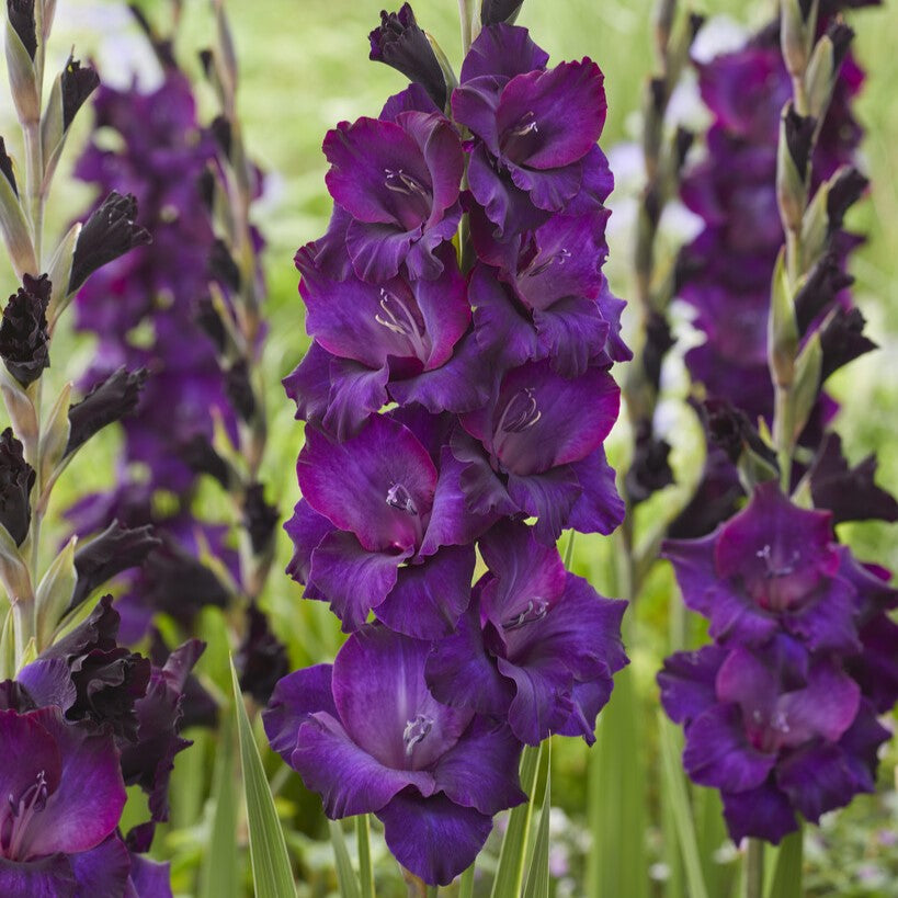 Gladiolus 'Mombasa'