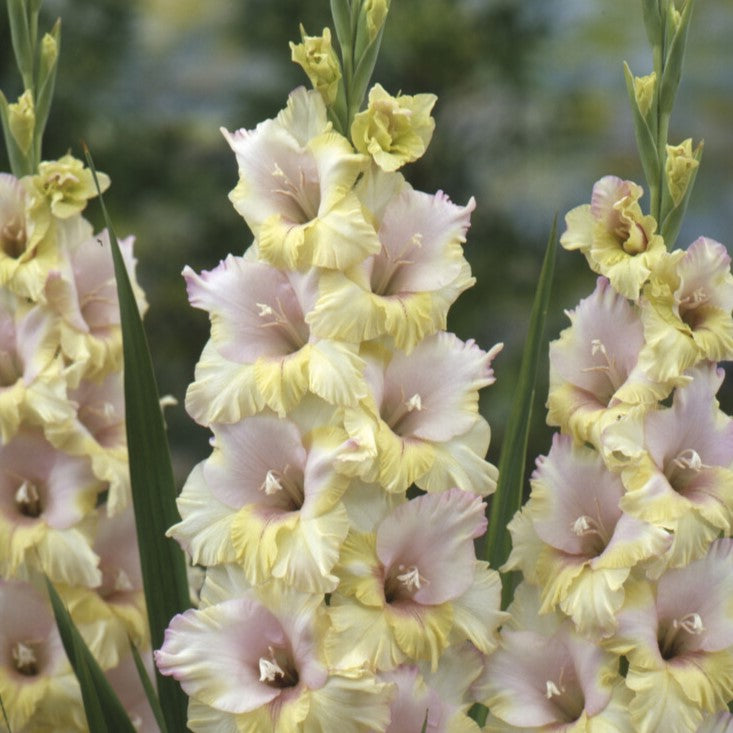 Gladiolus 'Mon Amour'®