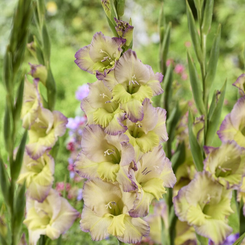 Gladiolus 'Moonlight Shadow'