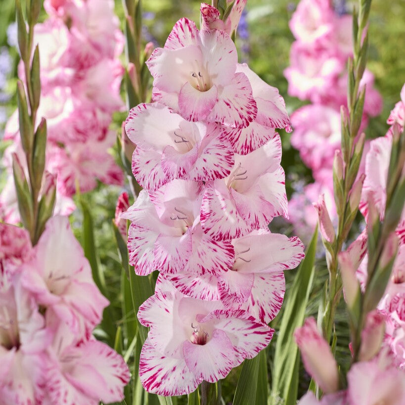 Gladiolus 'My Love'