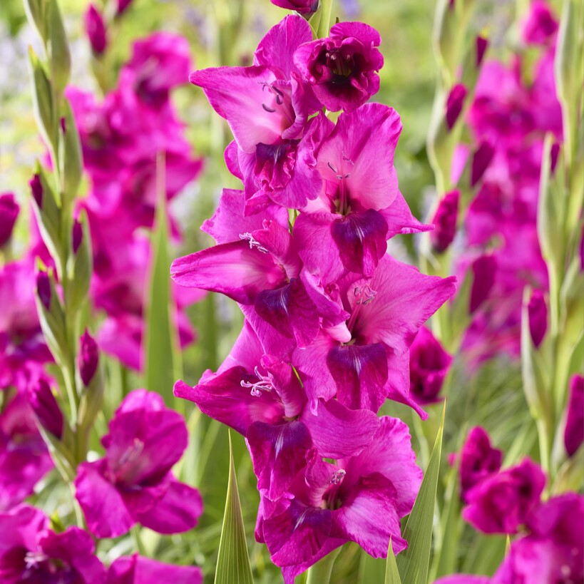 Gladiolus 'Mystic Magenta'