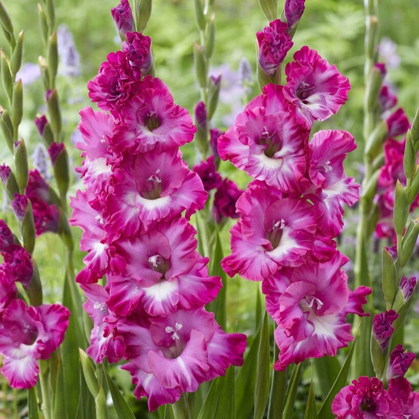 Gladiolus 'Nablus'