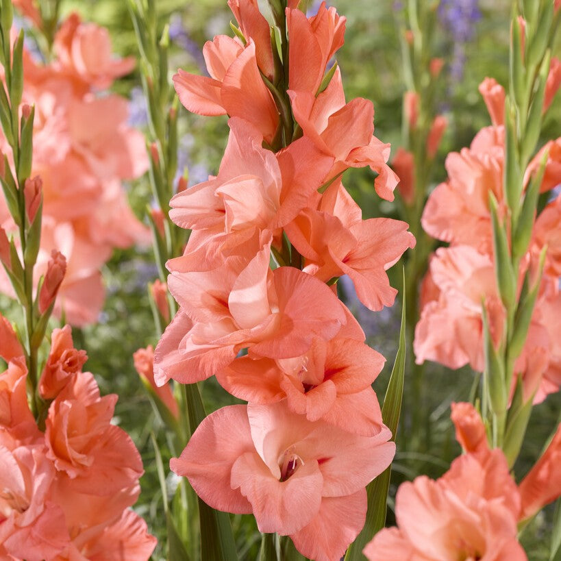 Gladiolus 'New Release'