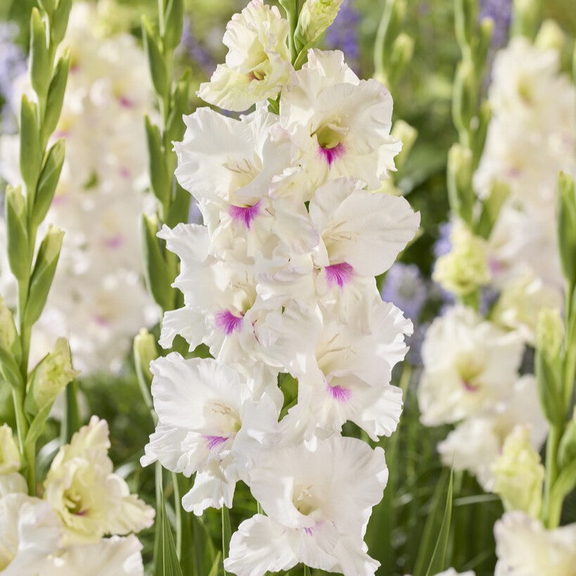 Gladiolus 'Norma Jean'