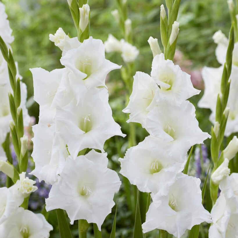Gladiolus 'Nova Zembla'®