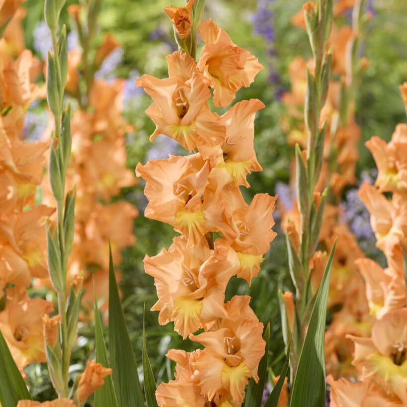 Gladiolus 'Olympic Flame'