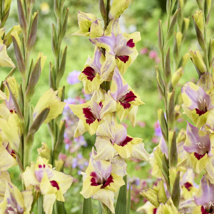 Gladiolus 'Oracle'