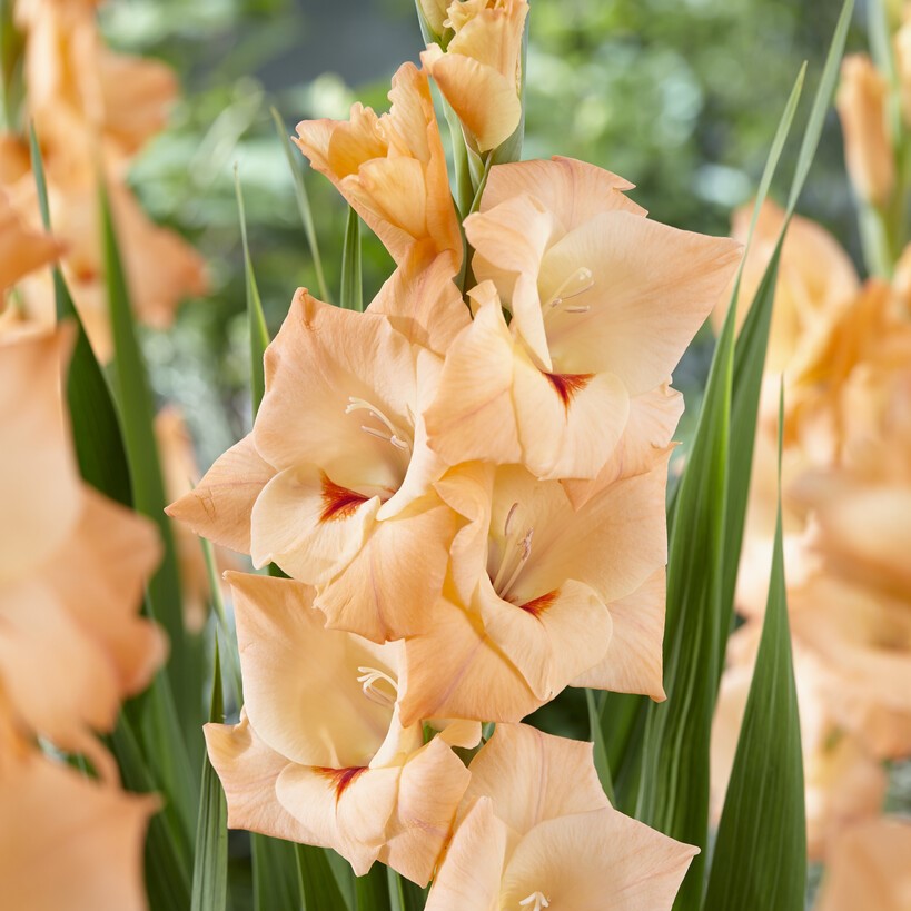 Gladiolus 'Orangerie'