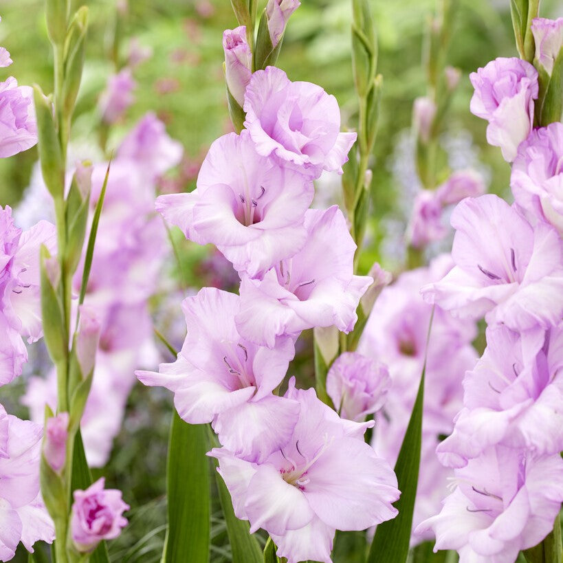 Gladiolus 'Orleans'