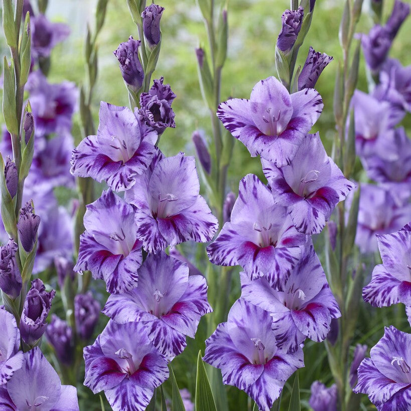 Gladiolus 'Passos'