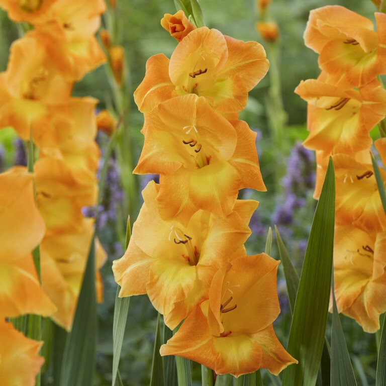 Gladiolus 'Peche Melba'