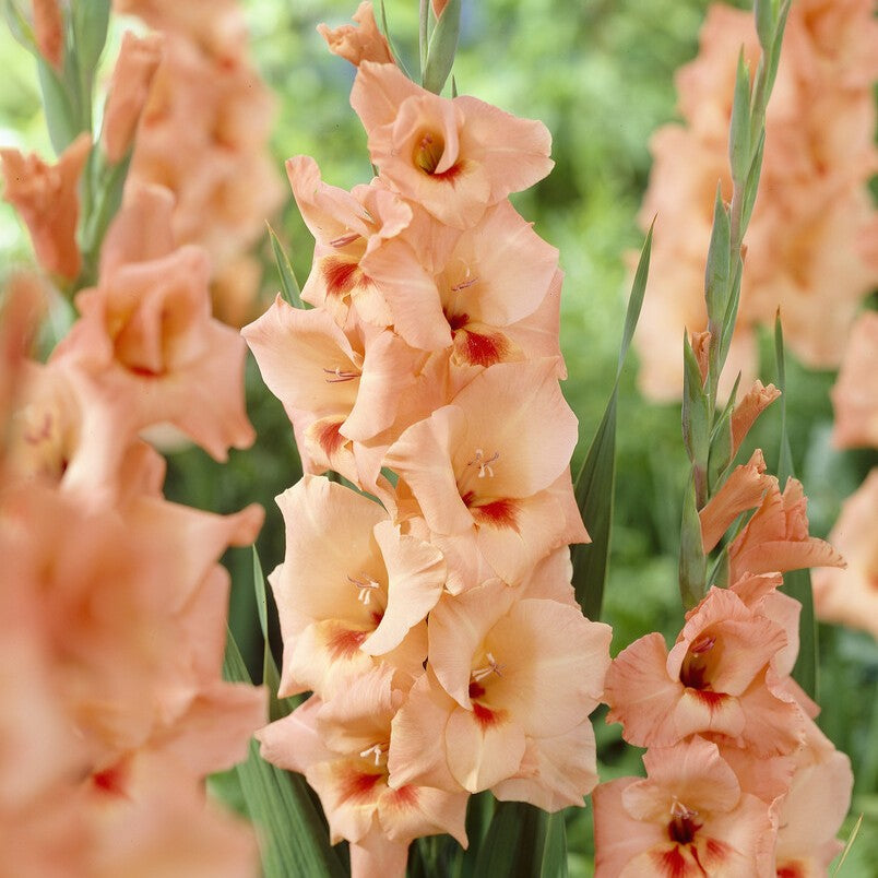 Gladiolus 'Peter Pears'