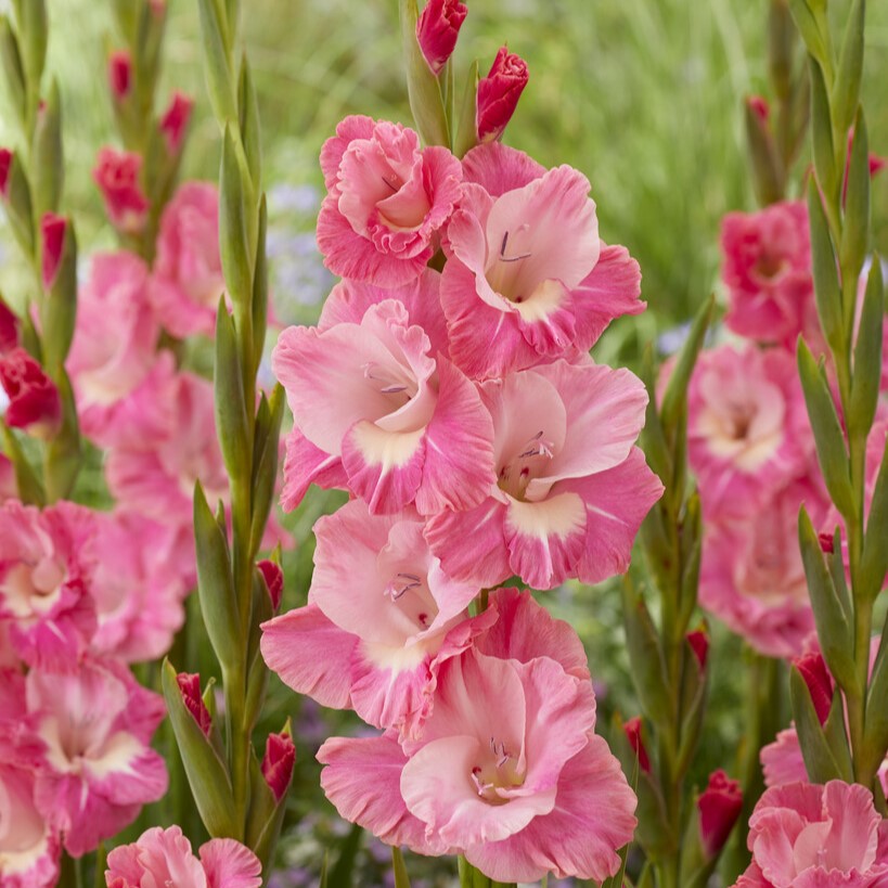 Gladiolus 'Pink Parrot'