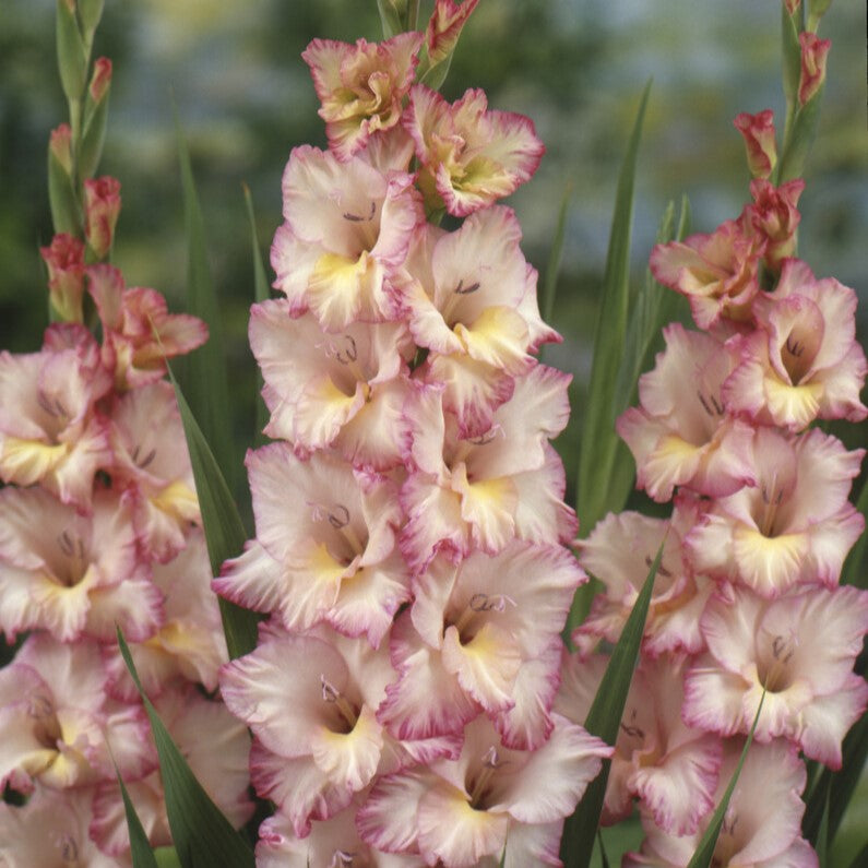 Gladiolus 'Priscilla'