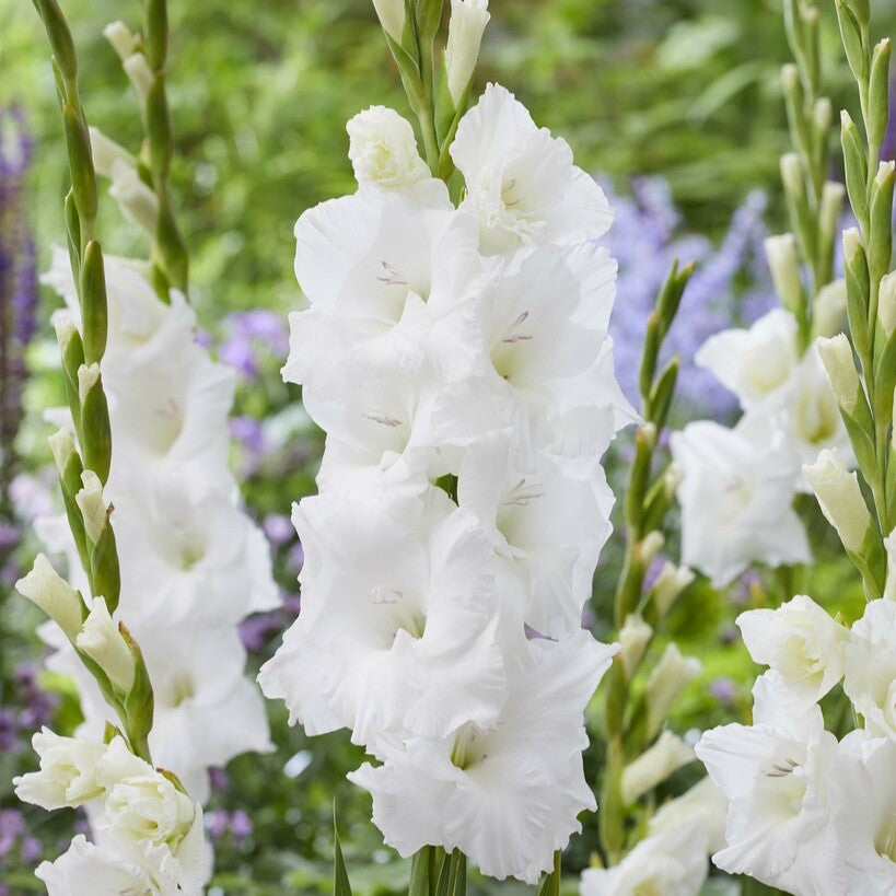 Gladiolus 'Puravida'