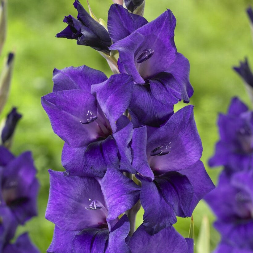 Gladiolus 'Purple Flora'®