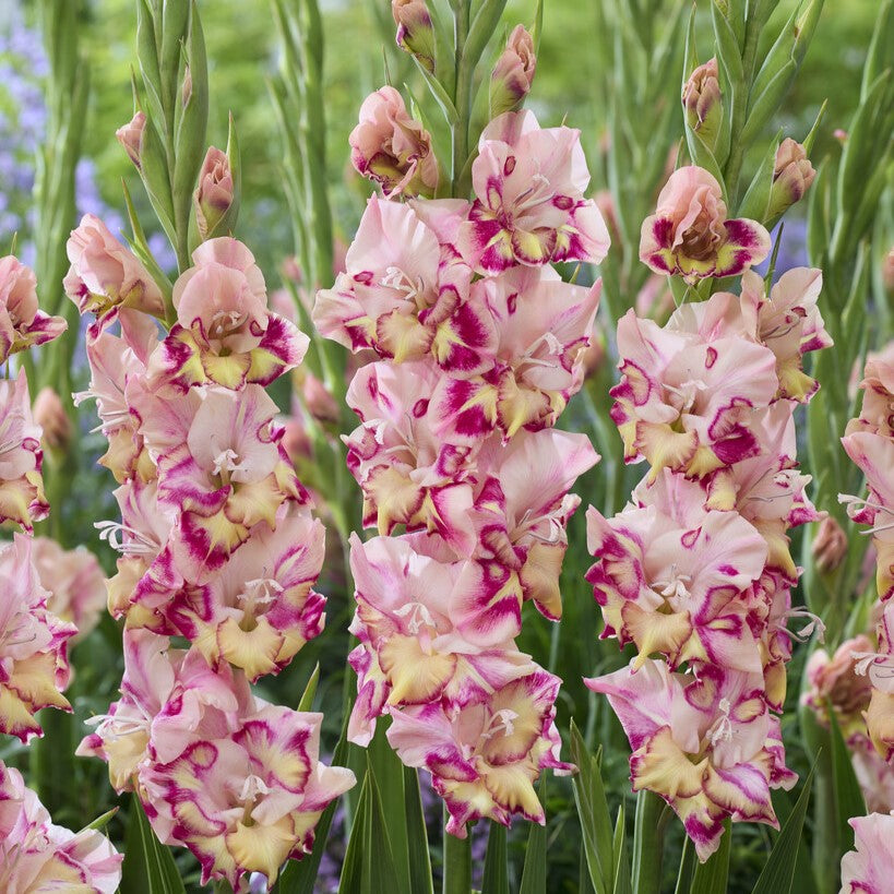 Gladiolus 'Quepo'