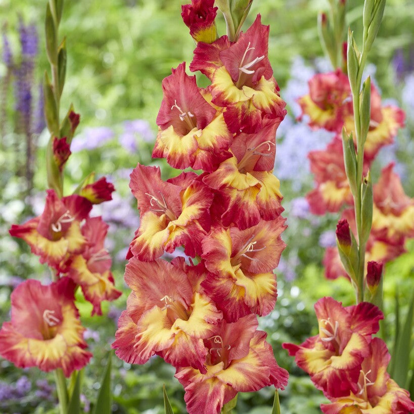 Gladiolus 'Ron Park'