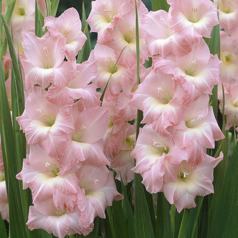 Gladiolus 'Rose Supreme'