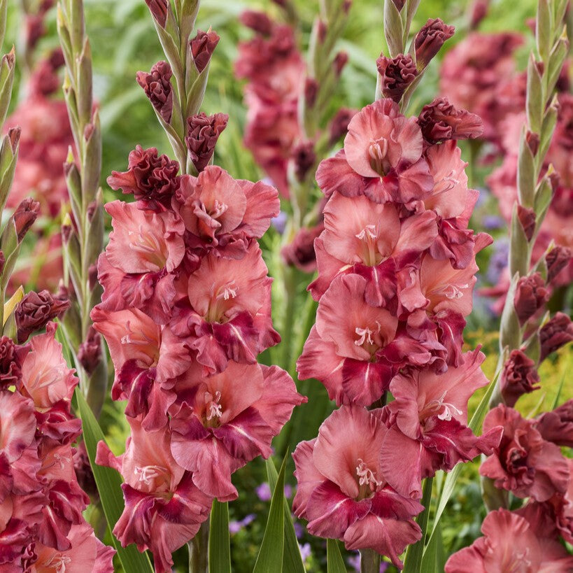 Gladiolus 'Rusty Chestnut'