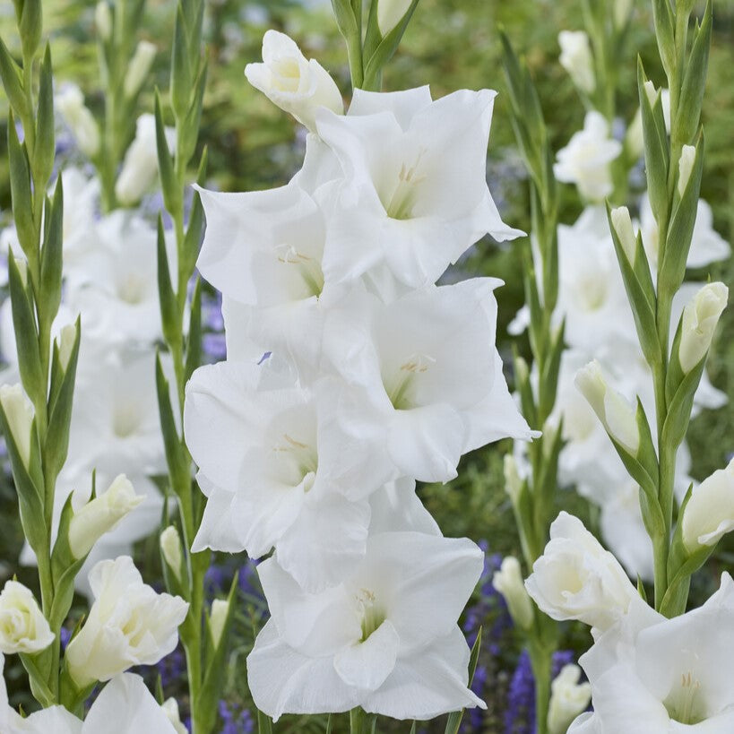 Gladiolus 'Snowboard'