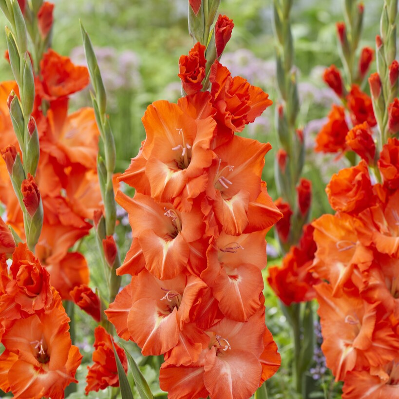 Gladiolus 'Stormy'®