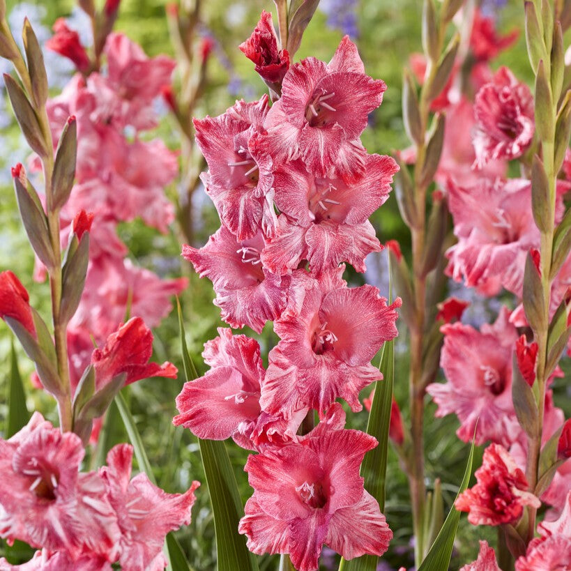 Gladiolus 'Strawberry Swirl'