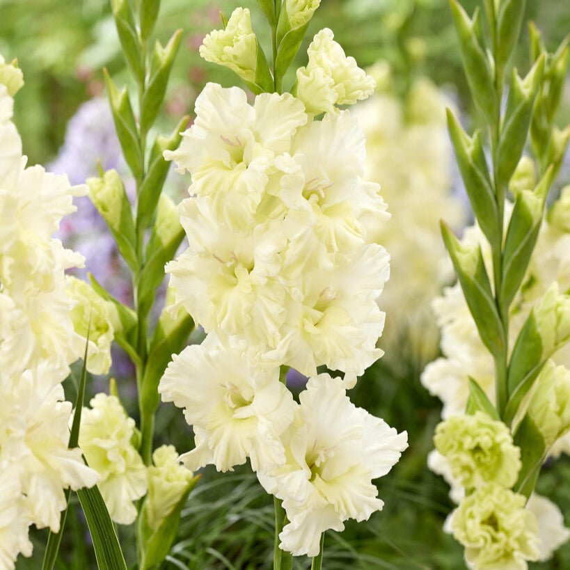 Gladiolus 'Sweet Crystal'