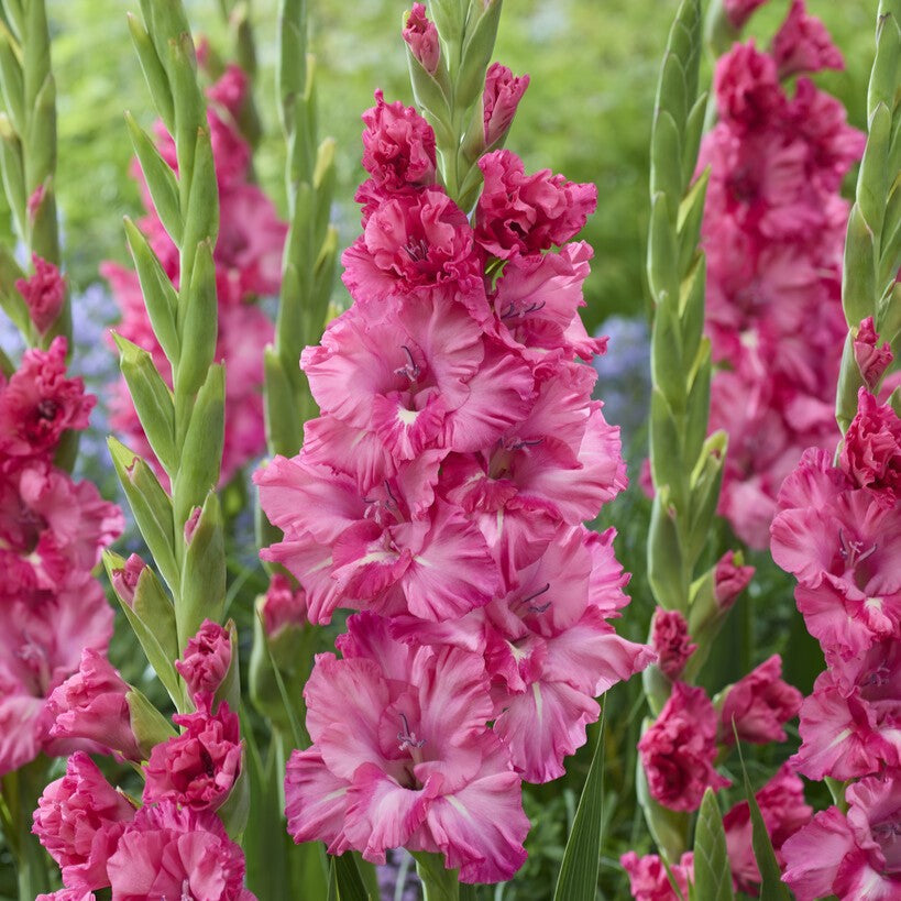 Gladiolus 'Sweet Love'