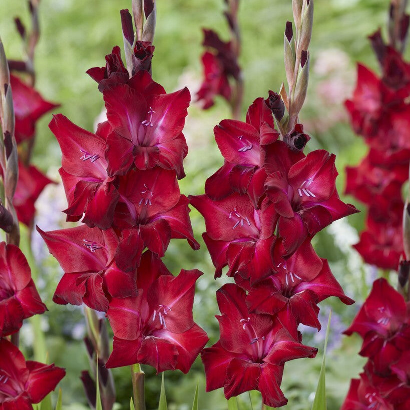 Gladiolus 'Tavira'®