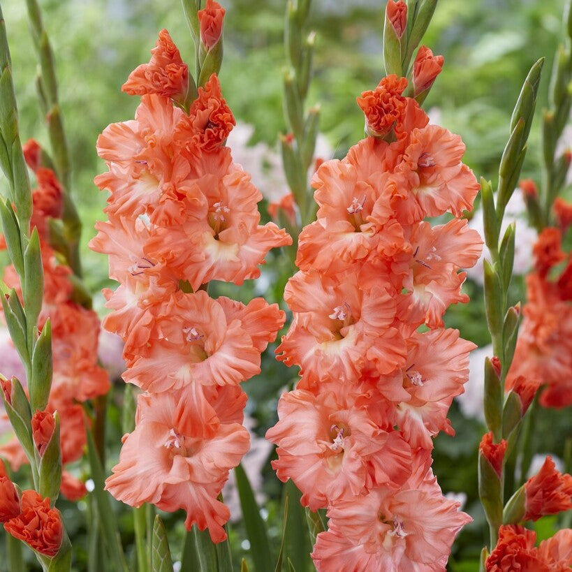 Gladiolus 'Teds Frizzle'