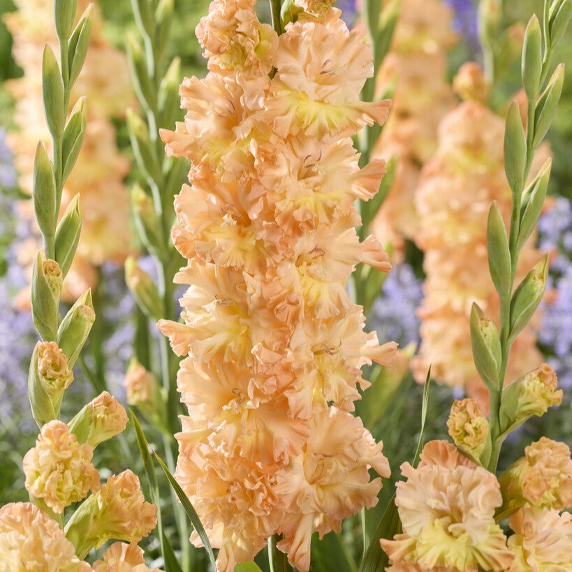 Gladiolus 'The Great Queen Elizabeth'