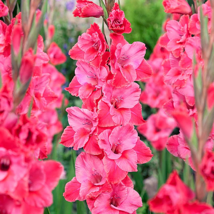 Gladiolus 'Titanic'
