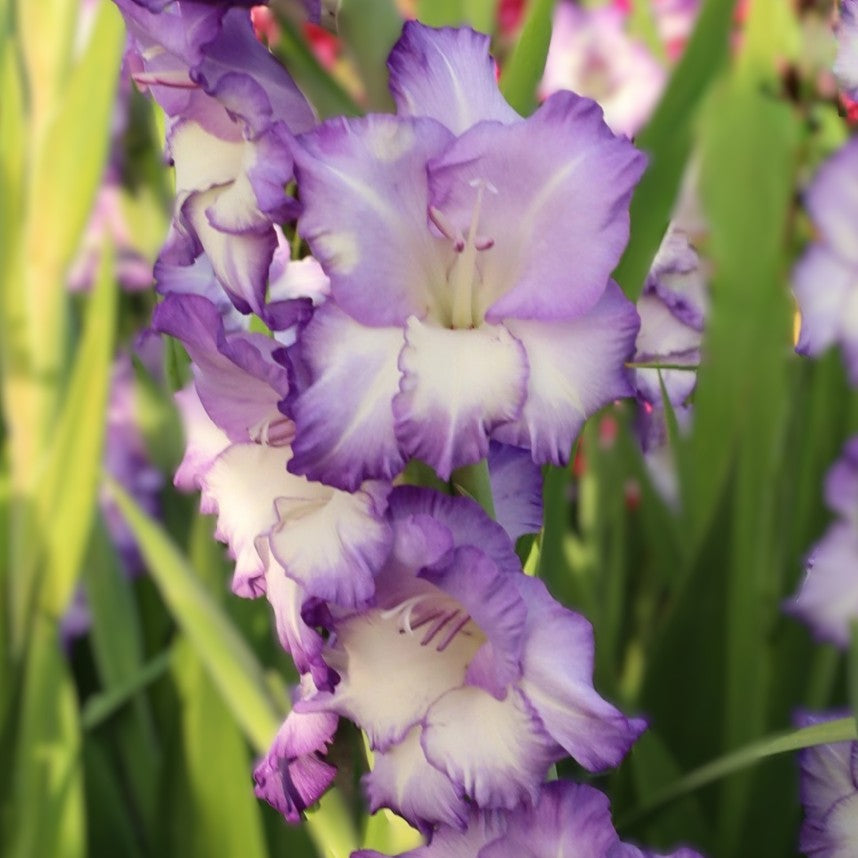 Gladiolus 'Triton'