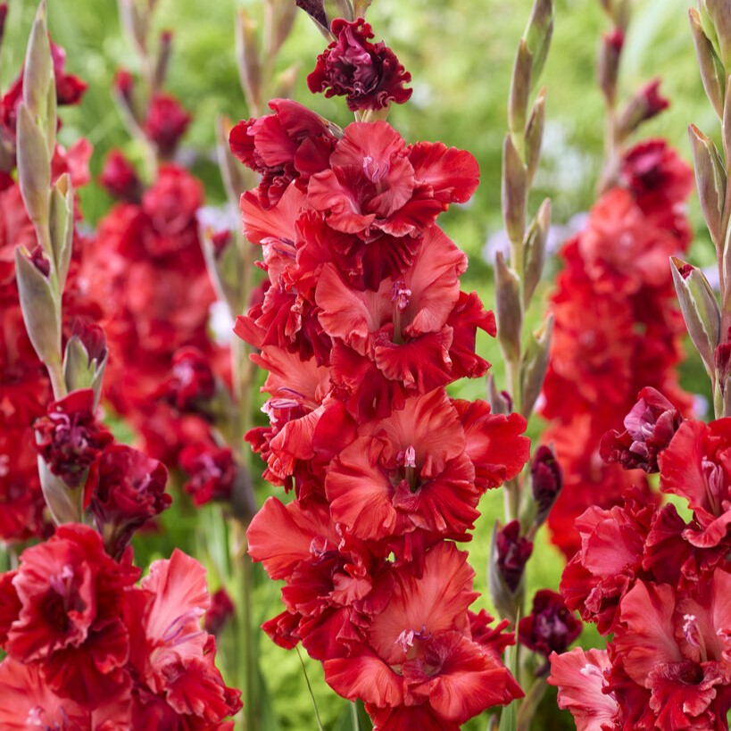 Gladiolus 'Velvet Raspberry'