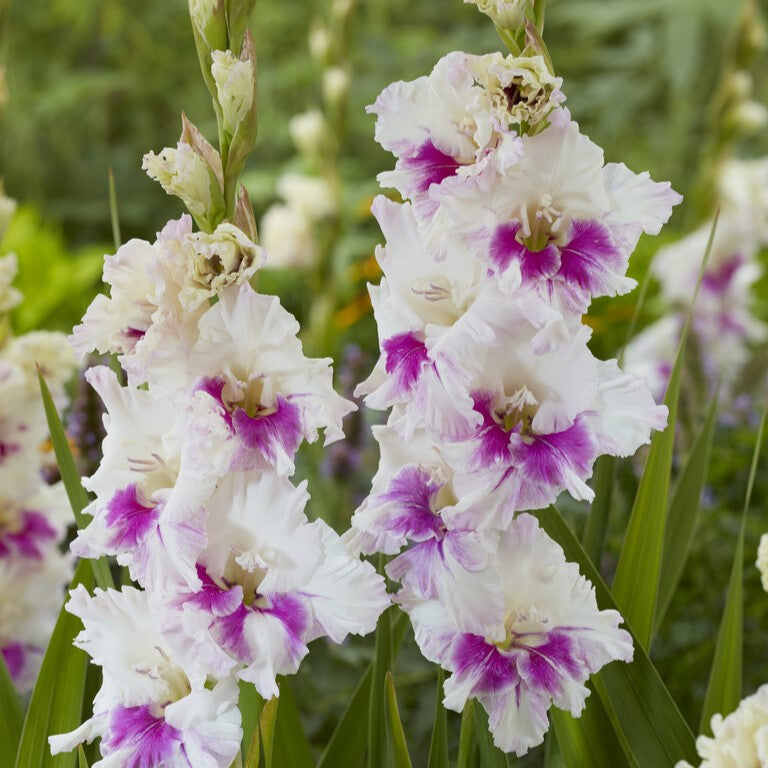 Gladiolus 'Violet Heart'