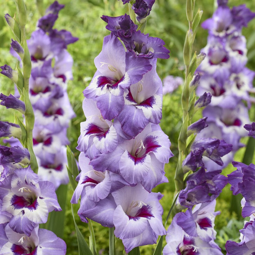 Gladiolus 'Vista'