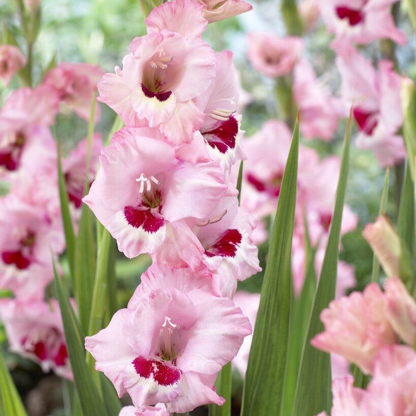 Gladiolus 'Wine and Roses'