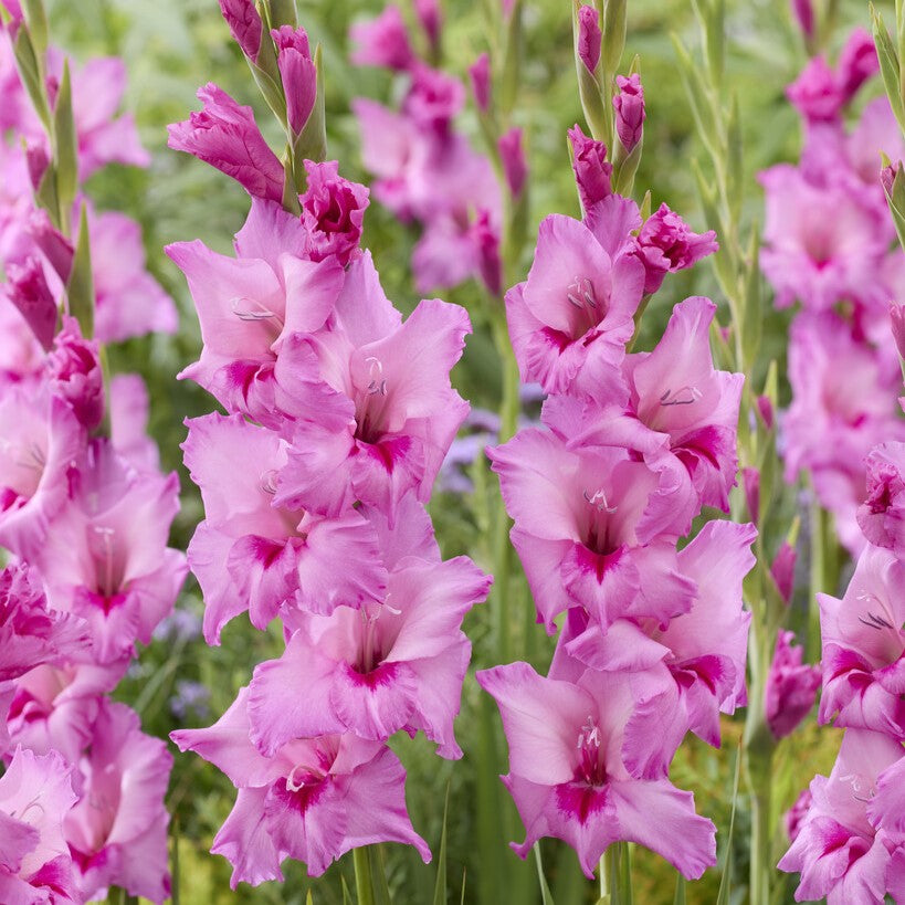 Gladiolus 'Xperience'