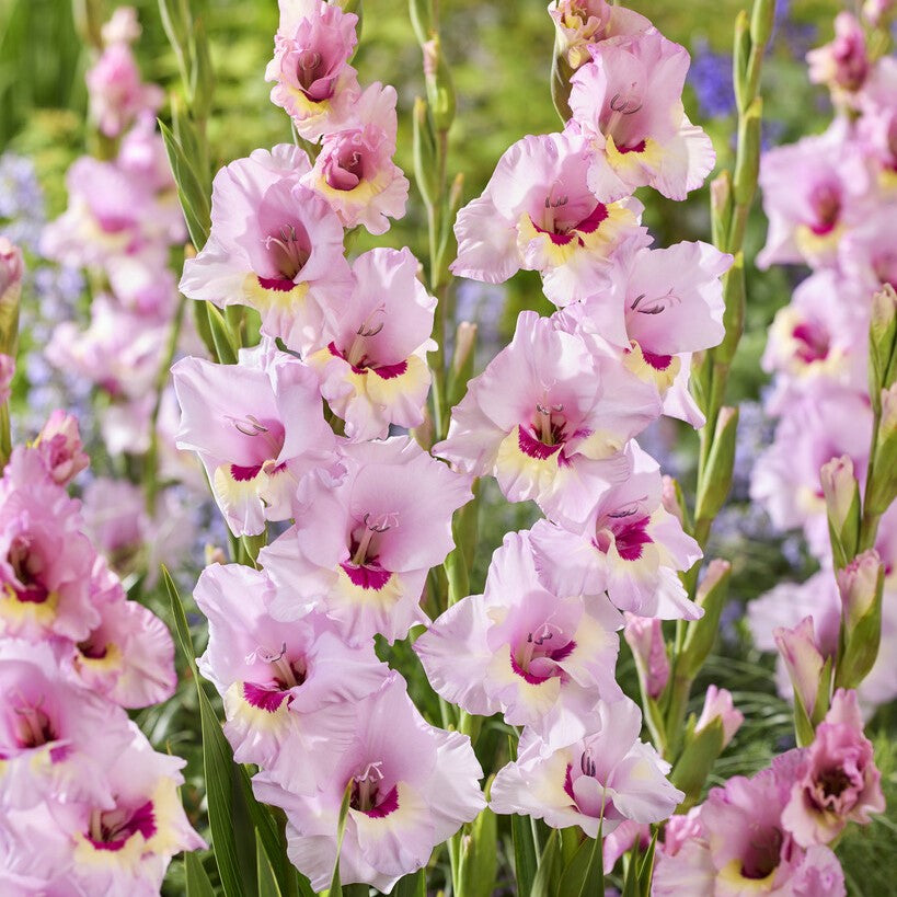 Gladiolus 'Zamora'