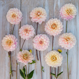 Dahlia 'Glossy Olivia'