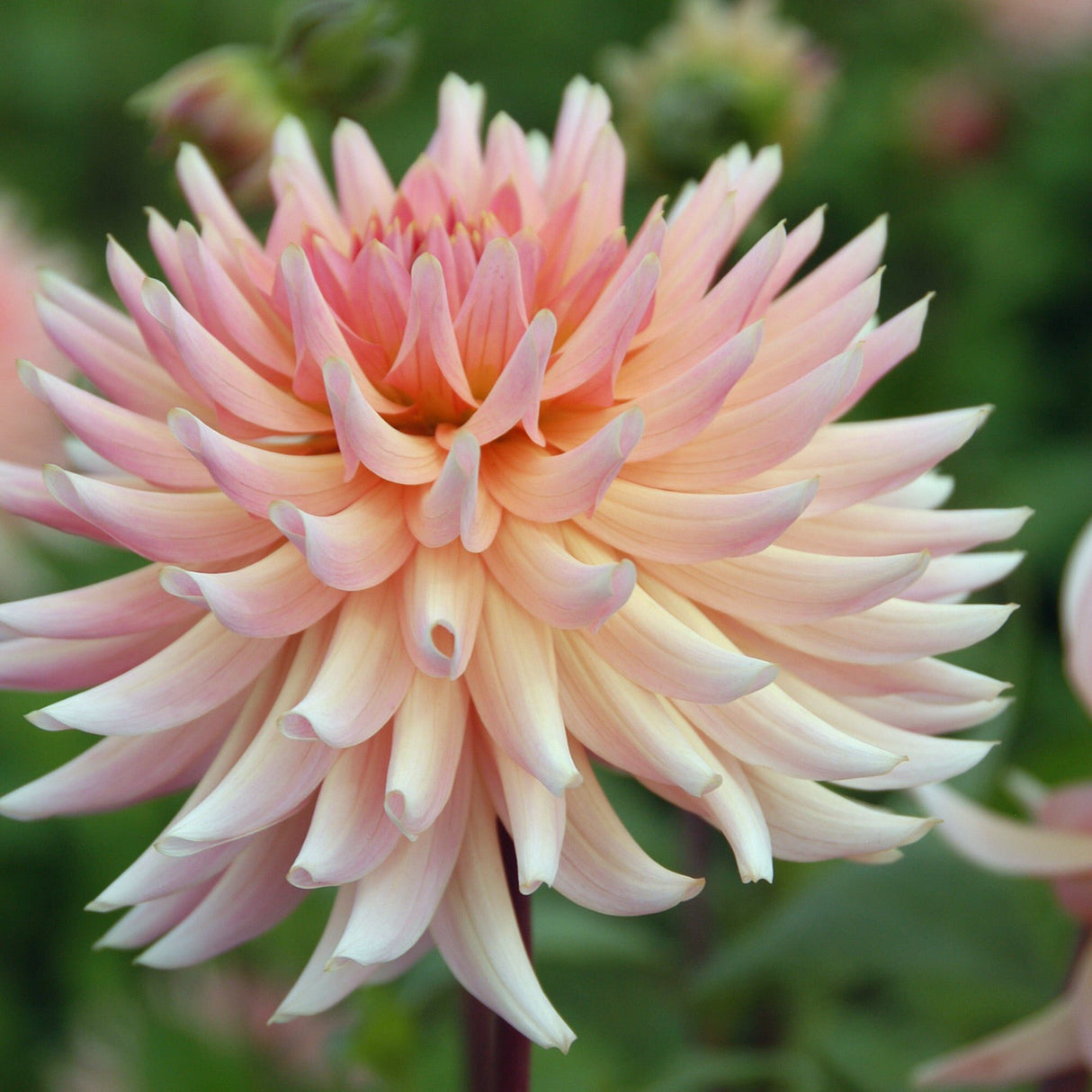 Dahlia 'Henriette'