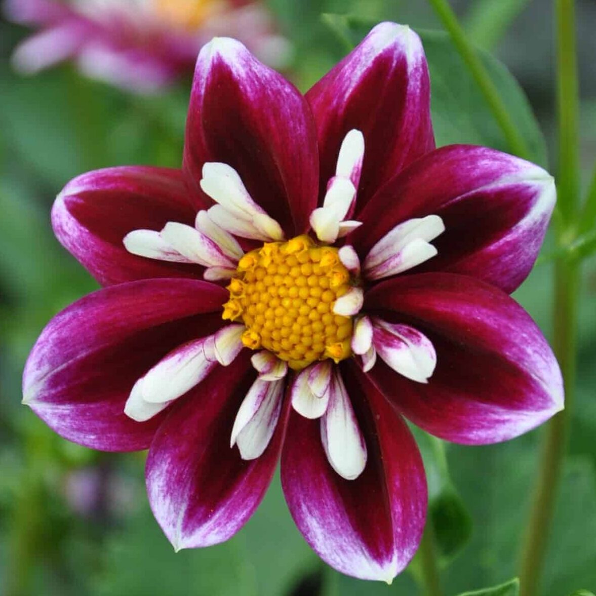 Dahlia 'Impression Fabula'