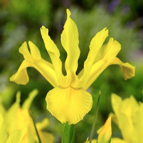 Iris hollandica 'Golden Harvest'